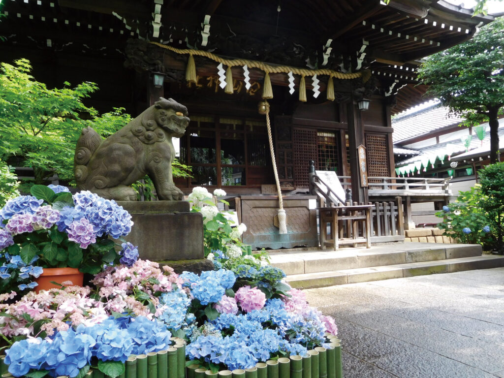 関東紫陽花スポット白山神社